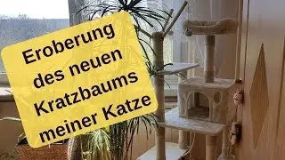 Neuer Kratzbaum meiner Maine Coon Katze