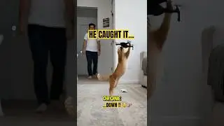 My Cat Took Down My Drone 😳 #shorts