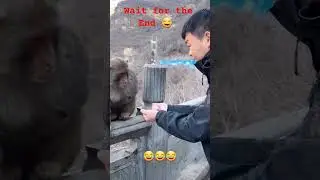funny monkey reaction to magic tricks 🤣 #shorts #trending #monkey