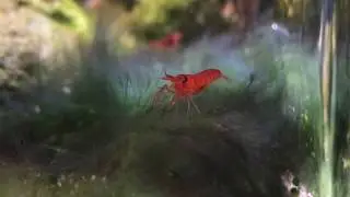 Berried Metabetaeus lohena (Alpha Opae ula) in a jar with a opae ula larva