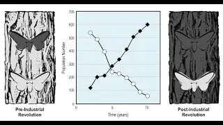 QCE Biology Unit 4 - Microevolution and genetic drift