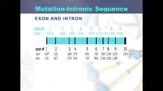 Mutation in introns