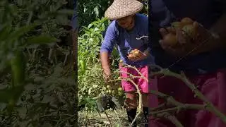 kamatis (tomato) garden | DoyMo #simplelivingph #cooking #probinsyano