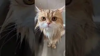 Bro I think its real watch this crazy cat moment #cat #memes #funny