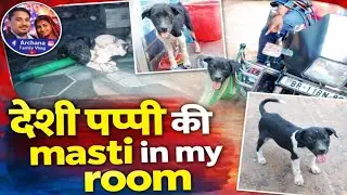 देशी puppy की मस्ती in my room. Archana family vlog 