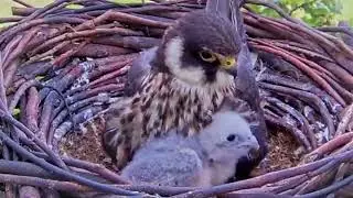#falcon Cam4#69 Review baby birds in the nest - Dad and mother brings food to feed their chicks