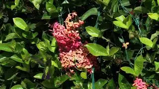 Hummingbird in Puerto Rico Colibr&iacute; en Puerto Rico 蜂鸟在波多黎各Колибри в Пуэрто-Рико Colibri &agrave; Porto Rico