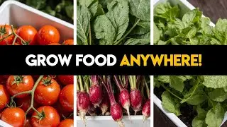 Top 9 Easiest Vegetables to Grow in Containers for Beginners
