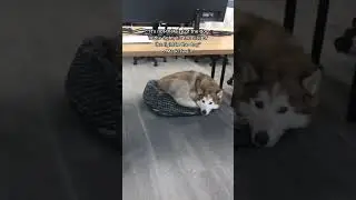 Tiny dog kicks big dog out of his favourite bed #shorts #dogbeds #dogmusthaves #calmingdogbed