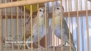 Como saber se o canário é macho ou fêmea? #canario #viral #shortvideo #passaros #criarepreserva