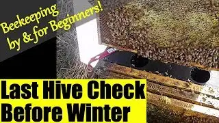 Beekeeping by Beginners - last check before winter!