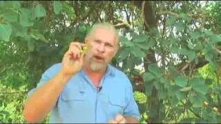 Kakadu plum harvest