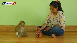 Obedient Animal | Adorable Monkey Kako Playing New Puppy Toy