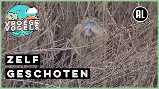 Roerdomp bijna niet te zien | Zelf Geschoten | Vroege Vogels