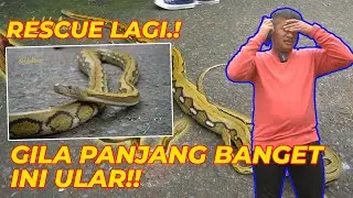 LAGI, RESCUE SALAH SATU ULAR TERPANJANG DI DUNIA, MAKAN NYA GIMANA NIH...