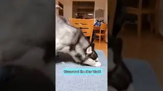 Funny Husky Moments. 🐶 🐶 🐶  #shorts #Dog #DogVideos #Youtubeshorts #Husky #HuskyVideos #Pet