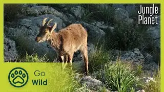 Леса на вершинах: андалузский пихтовый лес | Jungle Planet 17/26 | Go Wild