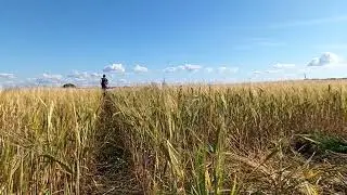 Reversed video - Running backwards. Exploring the Serene Countryside
