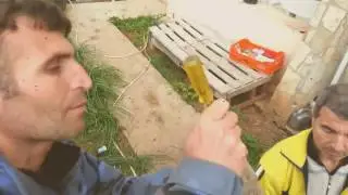 Ali Kavuş ve zeytin aşısı