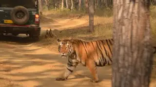 Two Tiger Sub adult male central India Satpura tiger reserve 