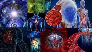Andrew Bartzis - Your Body Pt1 - Your Amazing Technology, Blood, Marrow and Heart Empowerment