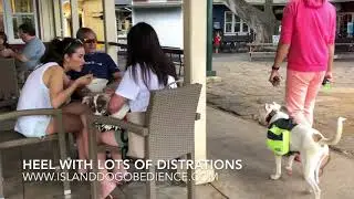 Husky With Behavioral Issues Learns A Lot During Obedience Training!