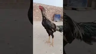 Aseel breed #phonkmusic #mrpakistani #birds #shortsfeed #ytshorts #roosterfarm #new #viral #reels