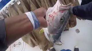 Yellowtail Fishing Aboard Liberty Sportfishing San Diego July 14 2019