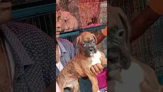 Quality Boxer dog puppy for sale at Rs 20 K# Kolkata pet market # Galiff Street #  dog price update