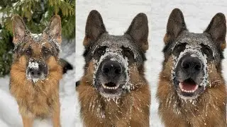 German Shepherd Enjoys A Snow Day