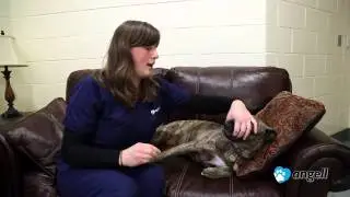 How to Give Your Dog Oral Medication