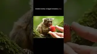 World&rsquo;s Smallest Monkey Tries a Giant Strawberry