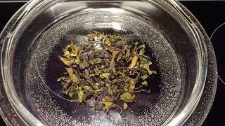 Making Homegrown Black Tea