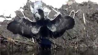 Cormoran mic, Microcarbo pygmaeus, Pygmy Cormorant