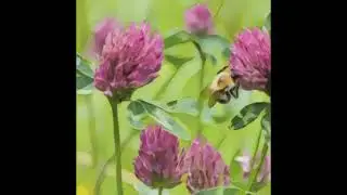 Psoriasis herbal remedies, Red Clover