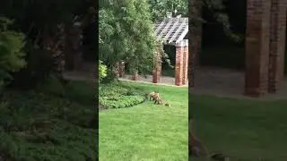 Fox Play