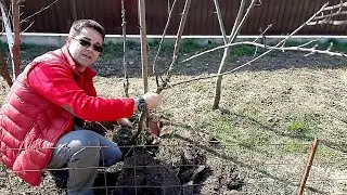 Mutarea pomilor fructiferi