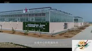 A Chinese Farm Breeds 1 Billion Cockroaches To Devour 50 Tons of Waste