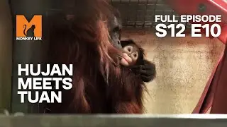 Hujan Meets The Largest Orang-Utan Tuan | Season 12 Episode 10 | Full Episode | Monkey Life
