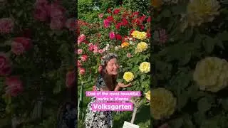 Check out this stunning rose garden in Vienna - Volksgarten #vienna #wien #wienliebe