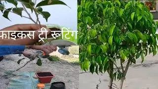 grow roots in plants to simple methode use alovera and rooting Harman