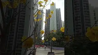 Bunga Kuning Langka Super Cantik 😳