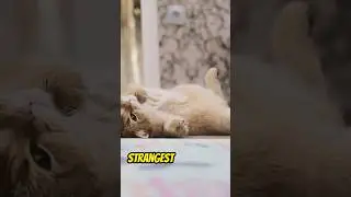 Why Do #Cats Sleep in Weird Positions? #cats #shorts #catshorts #shortvideo