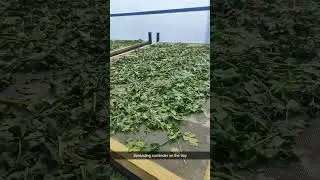 For Farmers' Education - Drying Coriander in D500 Solar Dryer