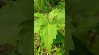 daun kirinyuh herbal alami #shorts #ytshorts #tanaman #tanamanobat #tanamanherbal #obatherbal
