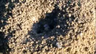 Nid de Fourmis dans le sable