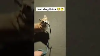 Am i walking you? or you're walking me? #shorts #dog #funny