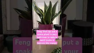 Feng Shui tip: snake plant in bathroom reduces mold toxins & balances energy #fengshui #snakeplant