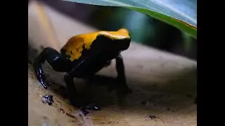 Dart frog feeding (Adelphobates galactonotus)