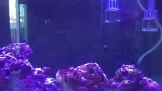 Установил ледяную решетку в своем 75-галлонном аквариуме с соленой водой.